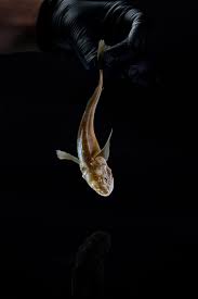 Image result for Myoxocephalus quadricornis