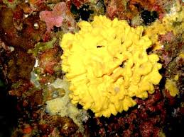 Image result for Bsac London No1 Branch