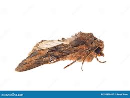 Attēlu rezultāti vaicājumam “Mniotype satura”