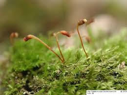 Attēlu rezultāti vaicājumam “Rhynchostegiella tenella macro”