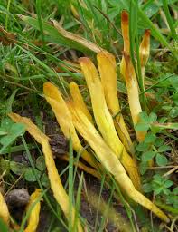 Attēlu rezultāti vaicājumam “Clavulinopsis helvola”