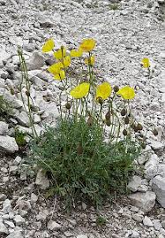 Image result for Alpenmohn