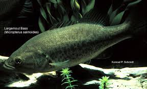 Image result for Micropterus salmoides