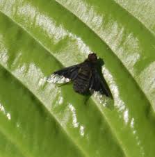 Attēlu rezultāti vaicājumam “Hemipenthes morio”