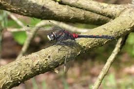 Attēlu rezultāti vaicājumam “Leucorrhinia dubia”