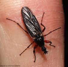 Attēlu rezultāti vaicājumam “Bibionidae female”