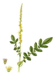 Attēlu rezultāti vaicājumam “Agrimonia eupatoria fruit”