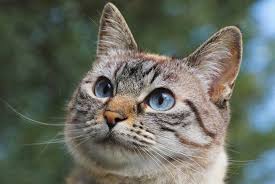 Attēlu rezultāti vaicājumam “Felis silvestris catus adult”