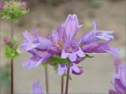 Image result for Penstemon