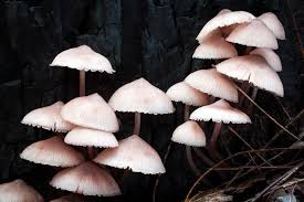 Attēlu rezultāti vaicājumam “Mycena haematopus”