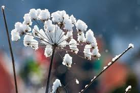Attēlu rezultāti vaicājumam “Umbelliferae”
