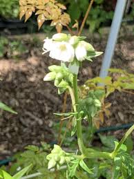Image result for Polemonium coeruleum album