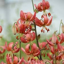Image result for Lilium martagon `Manitoba Fox`
