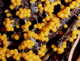 Attēlu rezultāti vaicājumam “Leocarpus fragilis spores”