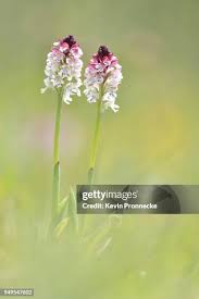 Attēlu rezultāti vaicājumam “Orchis ustulata”