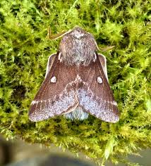 Attēlu rezultāti vaicājumam “Eriogaster lanestris”