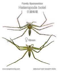 Attēlu rezultāti vaicājumam “Sparassidae”