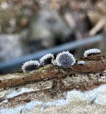 Attēlu rezultāti vaicājumam “Arcyria globosa spores”