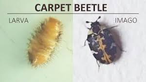 Attēlu rezultāti vaicājumam “Anthrenus sp. larva”