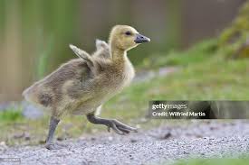 Attēlu rezultāti vaicājumam “Anser anser juvenile”