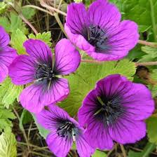 Image result for Geranium `Sandrine`
