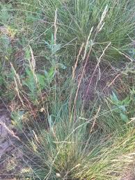 Attēlu rezultāti vaicājumam “Festuca polesica”