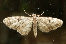 Attēlu rezultāti vaicājumam “Eupithecia tantillaria”