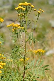 Image result for Tanacetum vulgare