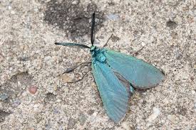 Attēlu rezultāti vaicājumam “Adscita statices”