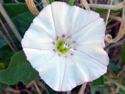 Attēlu rezultāti vaicājumam “Convolvulus arvensis flower”