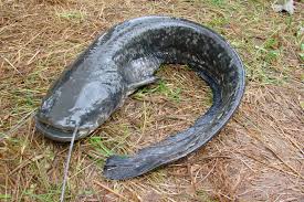 Image result for Silurus glanis