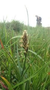 Attēlu rezultāti vaicājumam “Blysmus compressus fruit”