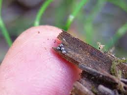 Attēlu rezultāti vaicājumam “Hemitrichia decipiens var. hemitrichoides spores”