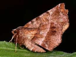 Attēlu rezultāti vaicājumam “Selenia dentaria”