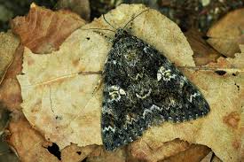 Attēlu rezultāti vaicājumam “Catocala sponsa”