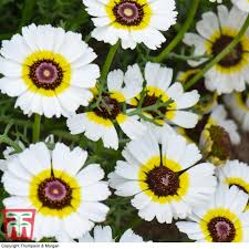 Image result for Chrysanthemum ptarmiciflorum