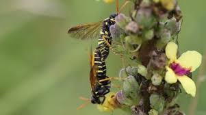 Attēlu rezultāti vaicājumam “Tenthredo scrophulariae larva”