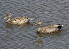 Attēlu rezultāti vaicājumam “Anas strepera female”