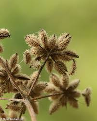 Attēlu rezultāti vaicājumam “Torilis japonica”
