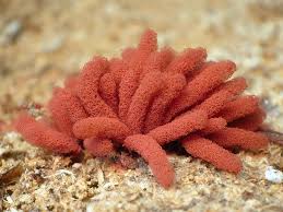 Attēlu rezultāti vaicājumam “Arcyria affinis macro”