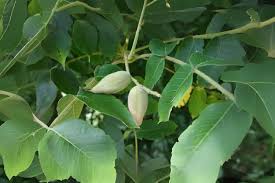 Attēlu rezultāti vaicājumam “Juglans mandshurica”