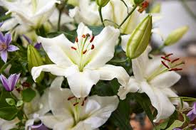 Image result for Lilie