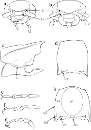 Attēlu rezultāti vaicājumam “Hemicrepidius sp.”