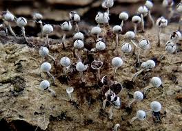 Attēlu rezultāti vaicājumam “Physarum leucopus”