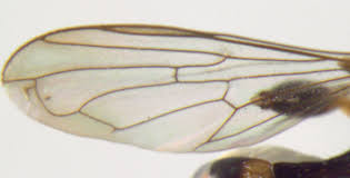 Attēlu rezultāti vaicājumam “Syrphidae”