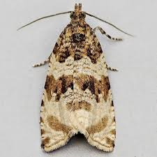 Attēlu rezultāti vaicājumam “Orthotaenia undulana”