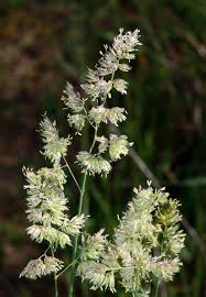 Attēlu rezultāti vaicājumam “Dactylis polygama”