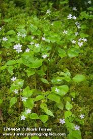 Attēlu rezultāti vaicājumam “Claytonia sibirica flower”