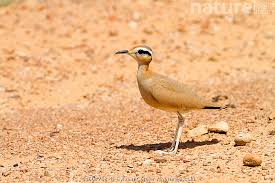 Image result for Cursorius cursor