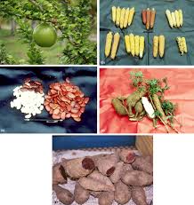 Attēlu rezultāti vaicājumam “Betula humilis fruit”